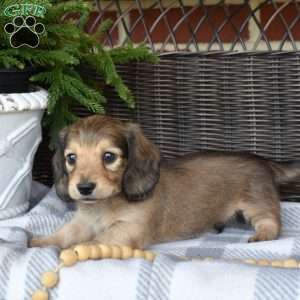 Gelato, Dachshund Puppy